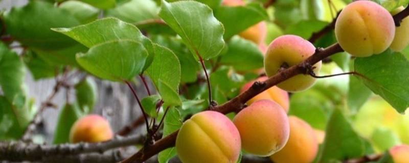 山杏的寓意和象征（山桃和山杏寓意）