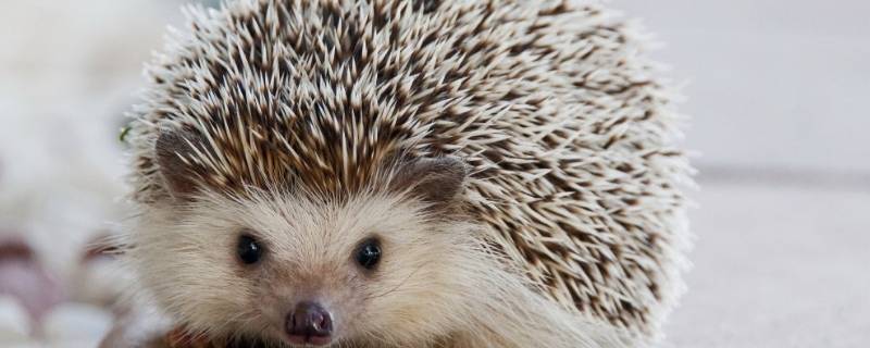 刺猬会叫吗(非洲迷你刺猬会叫吗)