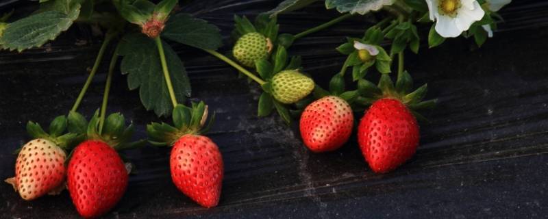 草莓什么季节吃（草莓什么季节吃的）
