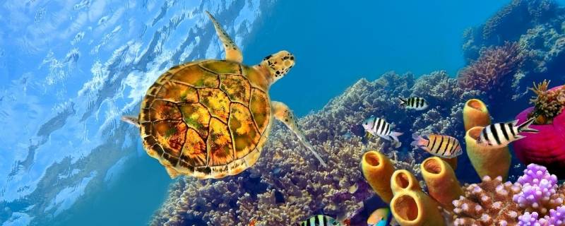 海龟的四肢叫什么 海龟的手脚叫什么