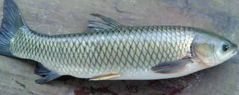 酸菜鱼用的是哪种鱼（酸菜鱼有几种）