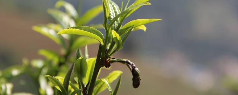 临沧茶区有哪些山头（临沧茶区有哪些山头图片）