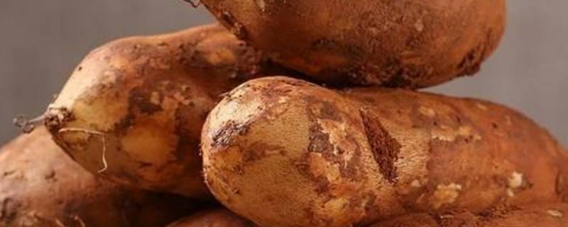 雪莲果什么季节成熟（雪莲果什么季节成熟|雪莲果什么时候成熟）