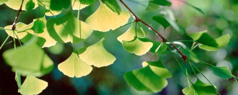 各种树的叶子形状都像什么（树叶子的形状为什么是各种各样的）