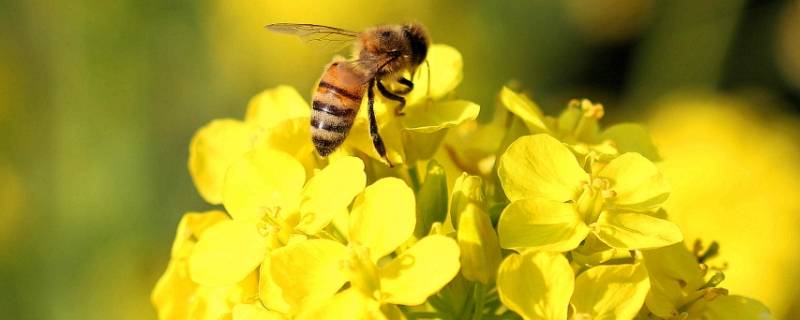 蜜蜂晚上在巢门口聚集是什么问题（秋天蜜蜂晚上在巢门口聚集是什么问题）