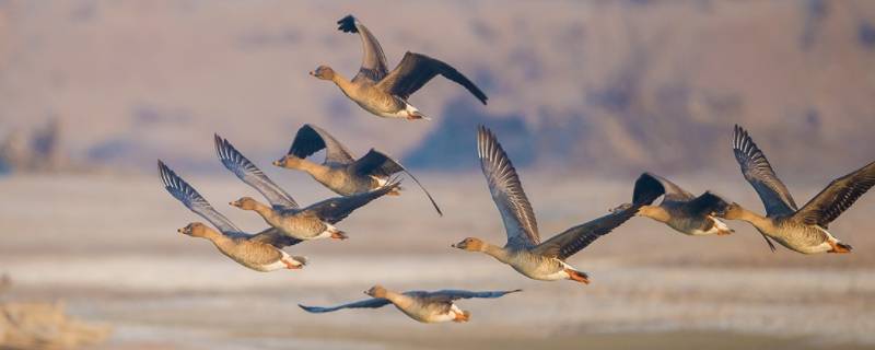 大雁的寓意（大雁的寓意与象征）