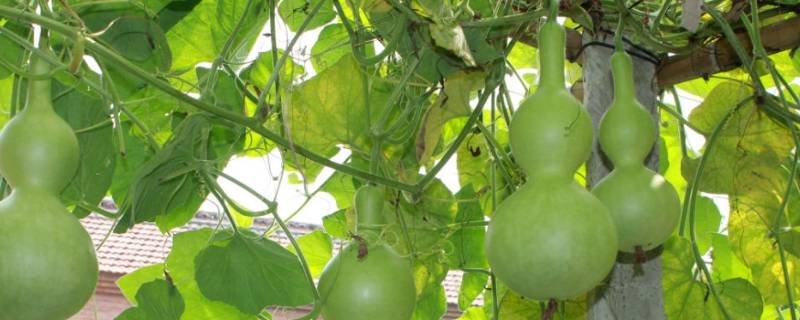 葫芦煮了跟不煮有什么区别(葫芦煮熟好还是不煮好)