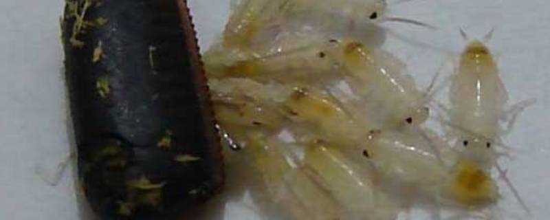一只蟑螂能繁殖多少（一只蟑螂能繁殖多少只）