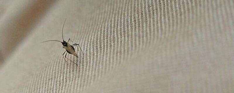 卧室灯里面有很多虫怎么办 卧室灯里面有很多虫怎么回事