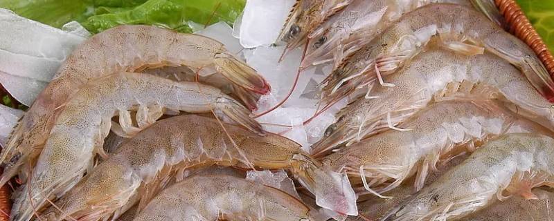 虾喜欢吃什么诱饵（小龙虾喜欢吃什么诱饵）