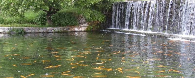 鱼塘还可以叫什么 鱼塘还可以叫什么名字