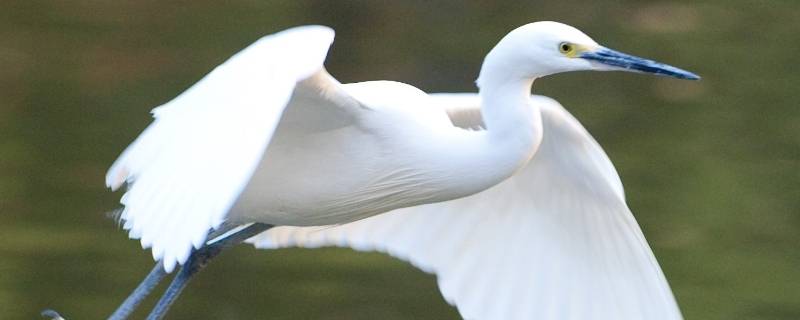 白鹭与白鹤的区别是什么（白鹭和白鹤有什么区别吗）