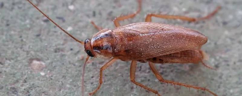 蟑螂有血吗（蟑螂有血吗?）