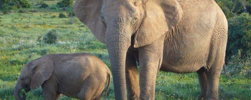 哺乳动物是一类什么脊椎动物 哺乳动物是一类(脊椎动物