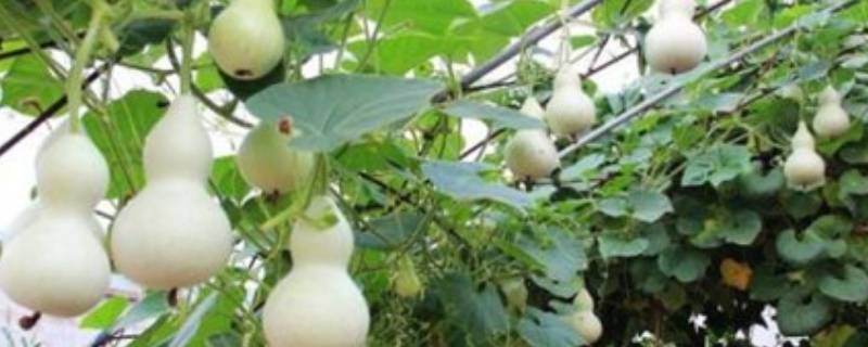 葫芦先刮皮还是先煮(葫芦先刮皮还是先煮水)