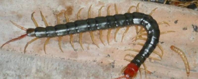 家有蜈蚣怎么清除 家里有蜈蚣怎么彻底清除