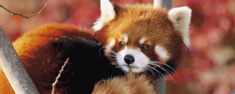 小浣熊吃东西为什么要洗一下（小浣熊为啥喜欢洗东西）