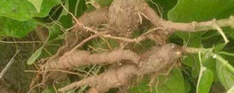 地葫芦学名叫什么 葫芦的别名