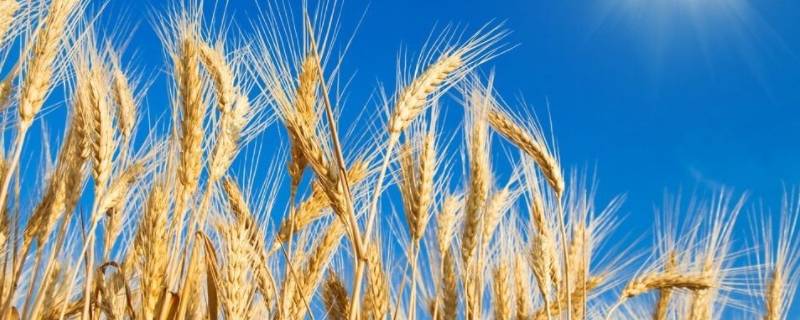 黑小麦和黑全麦一样吗 黑全麦和小麦的区别