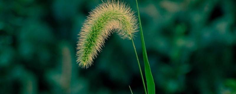草是生物吗 草是生物吗为什么