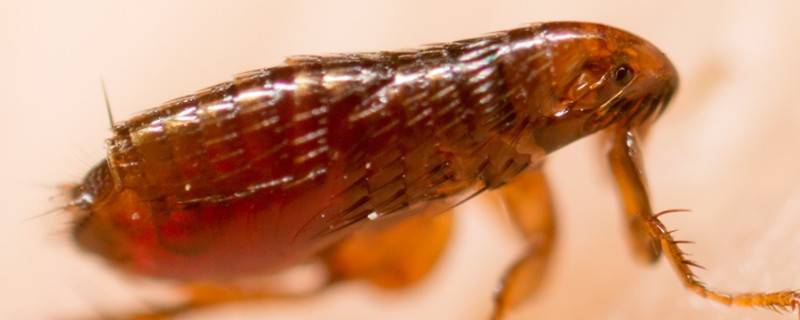 跳蚤怕花露水吗 花露水能不能驱赶跳蚤