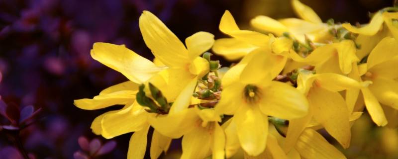 春天什么花开（春天什么花开放?什么颜色?）