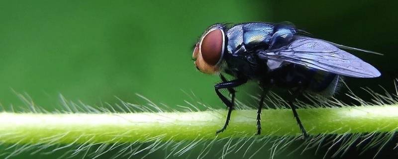 房间里有苍蝇怎么驱赶 房间里面有苍蝇怎么驱赶