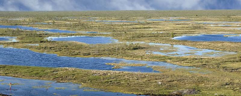 新疆蚊虫王国为什么那么多蚊子 新疆为啥那么多蚊子