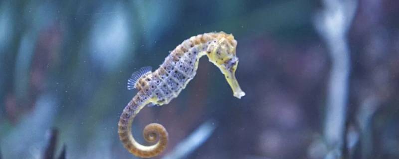 海马分公母吗 海马分公母吗功效