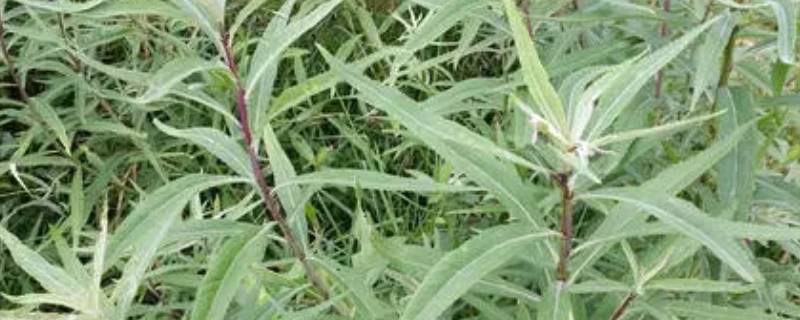 篙和蒿有什么区别 长篙还是长蒿