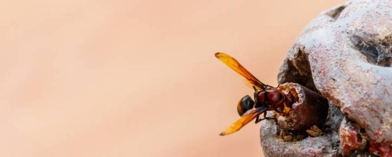 蜱虫的天敌 蜱虫的天敌是谁