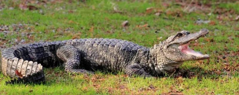 鳄鱼在北方能过冬吗 北方鳄鱼冬天会冻死吗