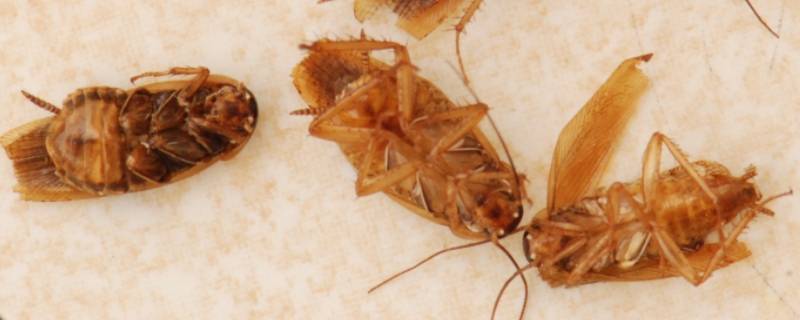 拍死一只蟑螂会引来其他的吗 发现蟑螂能直接拍死它吗?