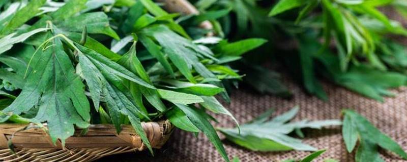 艾草能驱蟑螂吗（干艾草可以驱蟑螂吗）