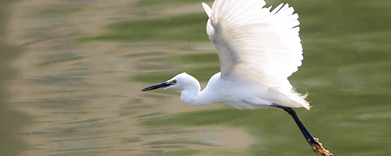 白鹭高多少（白鹭高多少厘米）