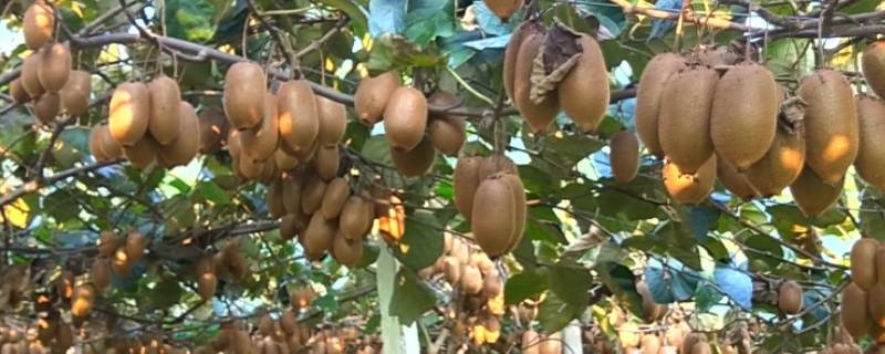 徐香猕猴桃和翠香猕猴桃的区别（翠香猕猴桃和徐香猕猴桃区别的特点）