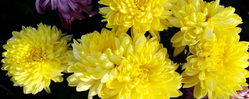 菊花象征意义（菊花象征意义及古诗词）