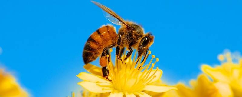 蜜蜂长什么样子（公的蜜蜂长什么样子）