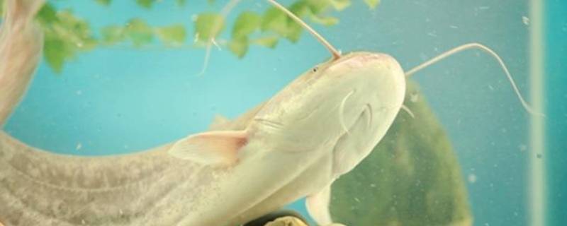 像鲶鱼一样的鱼叫什么鱼 跟鲶鱼很像的鱼叫什么鱼