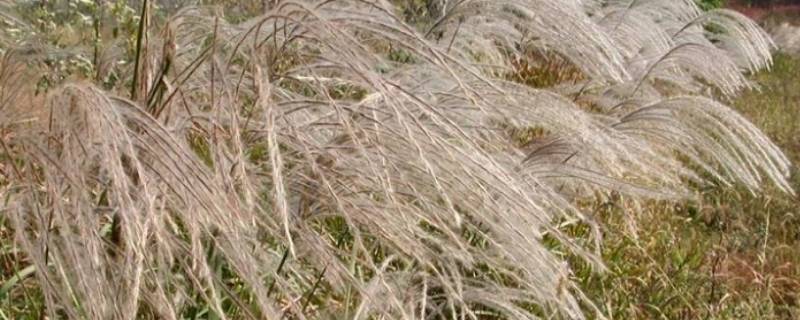 芦苇什么季节会变白（白芦苇是什么季节）