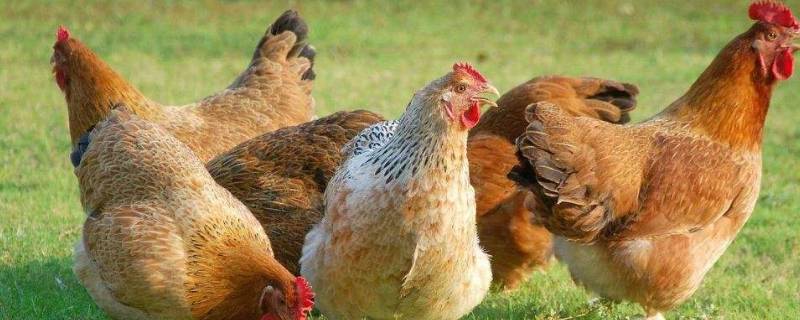 鸡怕蛇还是蛇怕鸡(鸡怕不怕毒蛇)