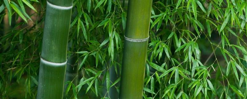 竹子象征（竹子象征着什么意义）