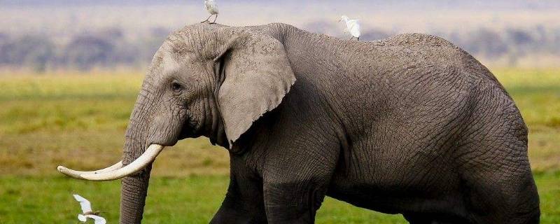 非洲象吃什么 非洲象吃什么亚洲象吃什么