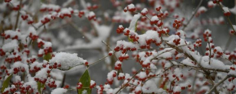 下雪用打伞吗 下雪了需要打伞吗