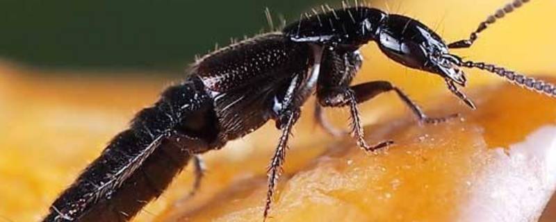 隐翅虫为什么会出现在家里(隐翅虫为啥会出现在家里)