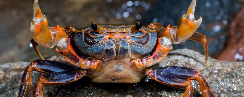 怎样洗螃蟹又快又干净 怎样能速洗螃蟹还能洗得干净