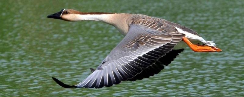 大雁是几级保护动物 野生大雁是几级保护动物
