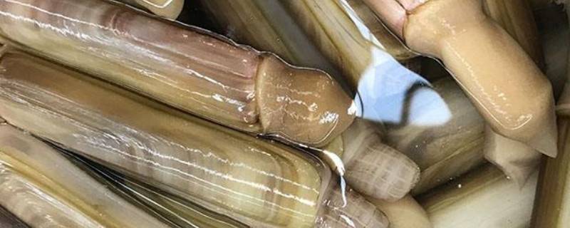 爆炒蛏子用不用焯水（爆炒蛏子要不要焯水）