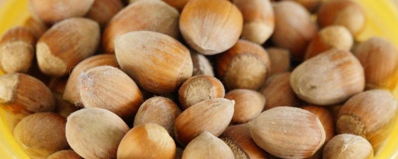 榛子是什么样子的 榛子是什么样子的?