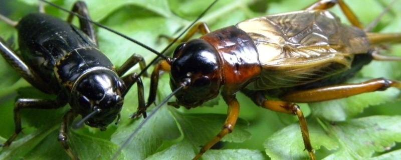 蟋蟀在室内多久死（一只蟋蟀进屋里多久死）